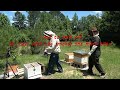 Insanity with the beehive Using powdered sugar to prevent varroa mite. Hit the small hive beetles