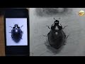 How To Draw Ladybugs ||Step by Step ||RY artist pencilwala
