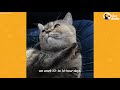 This Cat Rides Shotgun With Her Truck Driver Dad Every Single Day | The Dodo