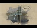 The Secret World Of Dragonflies | Short Film | insane life of Dragons