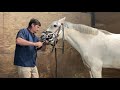 Kali at the HORSE DENTIST // Equestrian Vlog