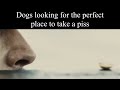 Dogs looking for the perfect place to take a piss