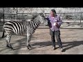 Hokey Pokey Zebra