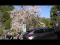 The weeping cherry trees in full bloom at Kuonji Temple on Mt. Minobu were breathtaking!