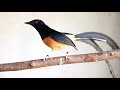 White-rumped shama บินหลาดง Murai batu