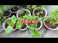 गुड़हल की कटिंग रिपोर्ट करने का सबसे आसान और सही तरीका | How to grow Hibiscus from cutting |