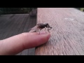 An elephant (weevil) on my finger.