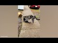 Funny Dogs And Cats Videos 2024 😅They're Best Friends