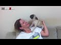 Funny Puppies And Cute Puppy Videos Compilation 2016 [BEST OF]
