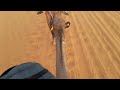 The Sahara Desert, Erg Chebbi Dunes, Morning camel trip to Merzuga