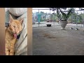 😂😆 Best Cats and Dogs Videos 🙀❤️ Best Funny Animals 2024 #6