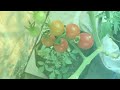 Mini Rooftop Garden 👩🏽‍🌾| Tomat Rampai🍅