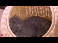 Cat Vs Fish | Kittens And Cats Catch Fish Too Funny | Best Cute And Funny Baby Cat Video