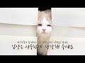 A BIG LUMP AND A TANK CAT FLYING THE SKY (ENG SUB)