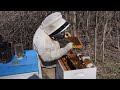 Beekeeping: Stop Buying Bees | Series on Growing Apiary.