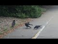 Penticton,BC july 1 2024 Baby Crow and 2. relatives stop to say hi