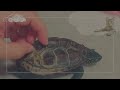 【総集編】猫が好きすぎてスキルアップしたスケボー亀【I love cats and improve my skills! skateboard turtle】