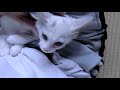 #1 子猫保護記録 (1/3 保護から回復まで) - The record of injured kitten 1/3 -