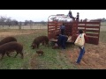 Red wattles mamas and babies being set free in the paddock