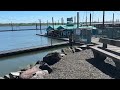 Mt Hood view from the Marina