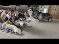 Husky Tries To Howl With His Old Best Friend