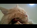 Мейн Кун - Copper Fox, (Медный Лис) , Промахнулся! 😺 🎯Maine Coon, - Copper Fox, Missed!