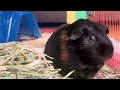 Guinea Pig Eating Grass - June 13, 2024