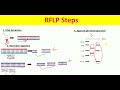 RFLP Explained | Restriction Fragment Length Polymorphism Technique for Beginners |