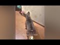 New Funny Cats and Dogs Videos 🙀 Funny And Cute Animal Videos 2024 🐱