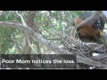 Robin's Nest - Baby birds with not so happy ending