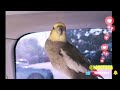 Quincy Check #cockatiel #birds #greencheekconure #parrot