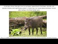 Brute Wyvern Ecology : Duramboros and Banbaro in Monster Hunter