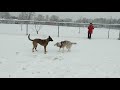 Husky and malinois play in the snow