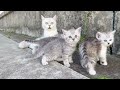 A group of kittens are ready to escape again?#cat #catshorts #catvideo #kitten #kitty #cutecat#funny