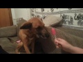 Oscar the dog eating a lollipop