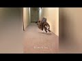 🙀 Funniest Cats and Dogs Videos 😻🐱 Funny Cats Videos 2024 🤣🐱
