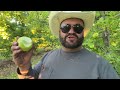 Las aventuras de tío Ubaldo una bonita huerta de manzanas de la golden 🍏🍏