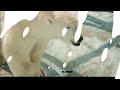 The Biggest Polar Bear on Record: Myth or Reality? #polarbear