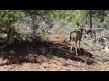Pt 3 of Deer in Kolob Canyon