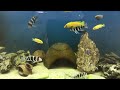 Cichlids9