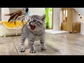 初めての猫じゃらしにシャーを連発しちゃった子猫【かぐ告兄妹日記#7】Kitten startled by a toy.