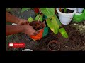 How To Propagate Homalomena Rubescens (houseleek)