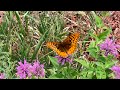 Glacier NP - Day 9 - Big Horn MTS - Insta360 One X2