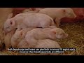 Pigs vs. Boars: How to Distinguish Them???