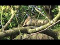 Robin In A Cherry Tree