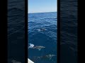 yachting with dolphins
