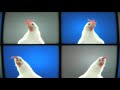 J.Geco - Chicken Song