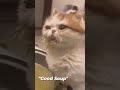 Funny Cats and Dogs you just want to have