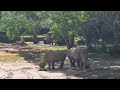 Disney's Safari Ride / KILIMANJARO SAFARIS / Disney's Animal Kingdom at Walt Disney World 2024