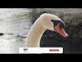 Water Birds | Beautiful Birds | 20 birds names with videos